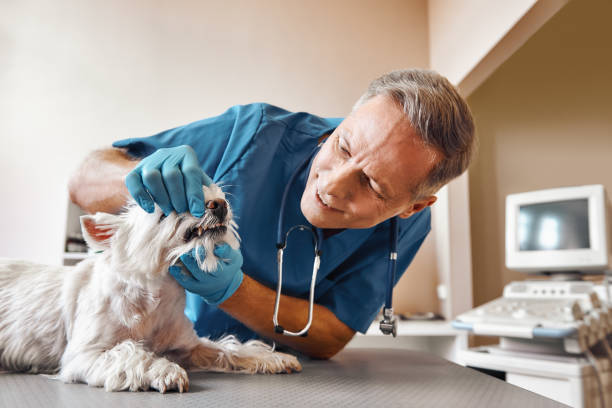  Brookshire, TX Emergency Dentist Pros